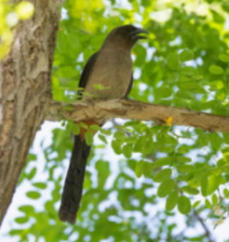 延庆再次发现新物种!“嗓门大”的灰树鹊填补北京一项空白