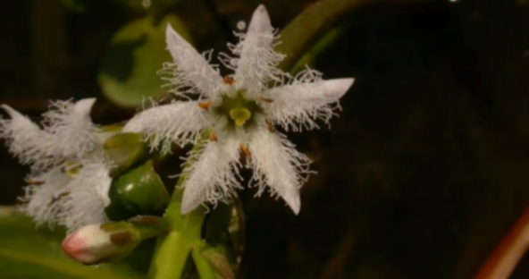 延庆再次发现新物种!“嗓门大”的灰树鹊填补北京一项空白