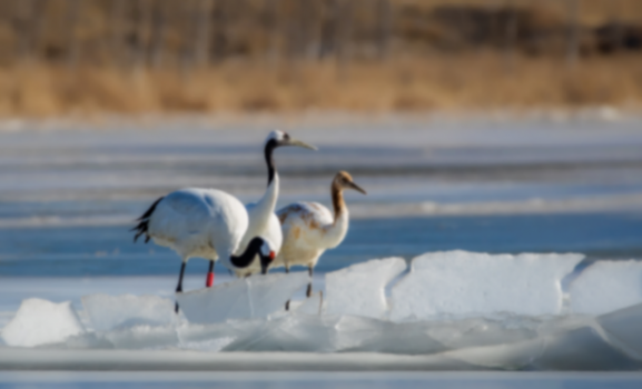 延庆再次发现新物种!“嗓门大”的灰树鹊填补北京一项空白