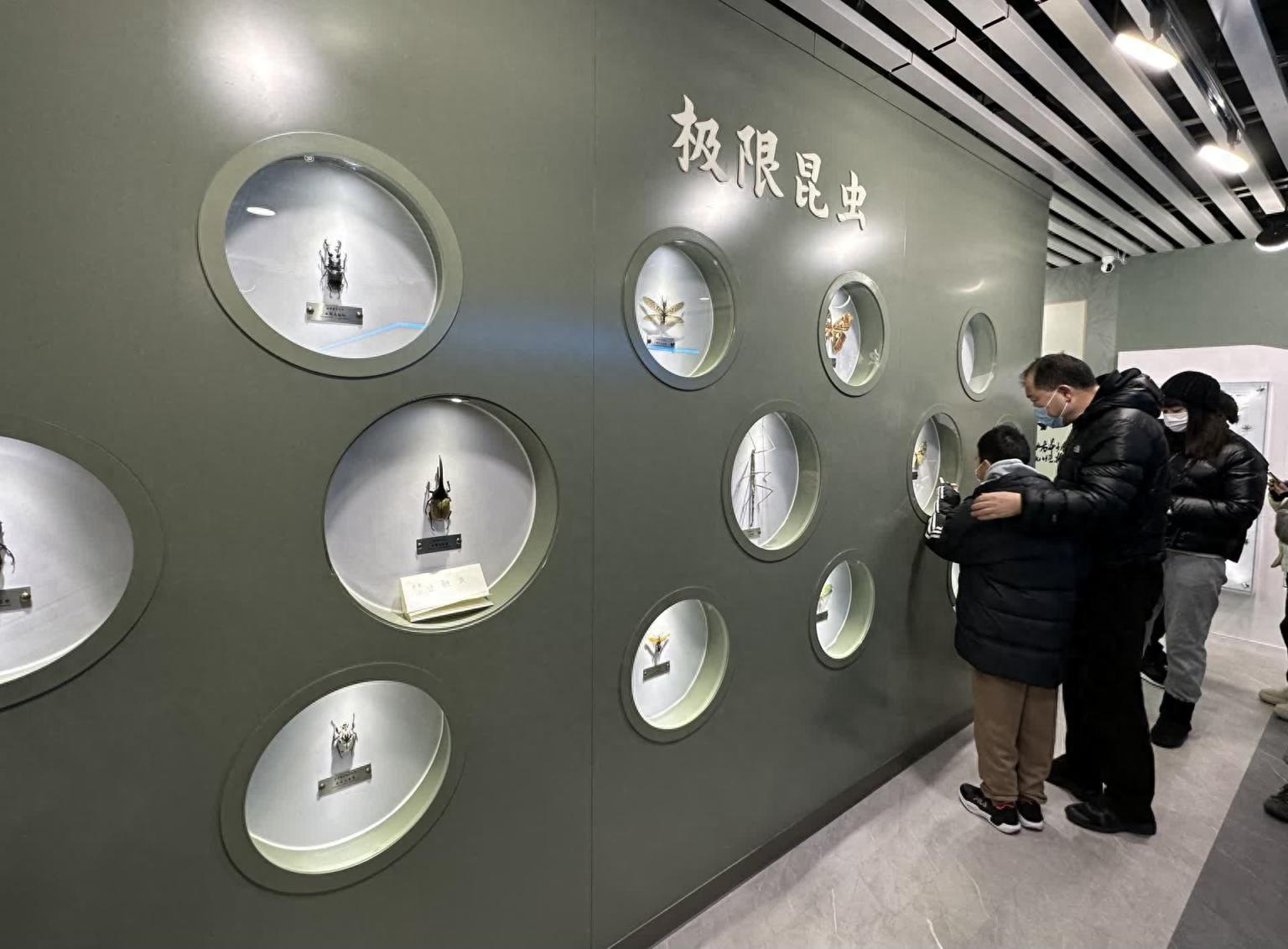 听讲解、看标本、体验互动装置,农大昆虫博物馆让孩子着迷