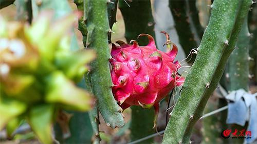 绿色循环 变废为宝!淄博经开区这家“国字号”生态农场出圈了