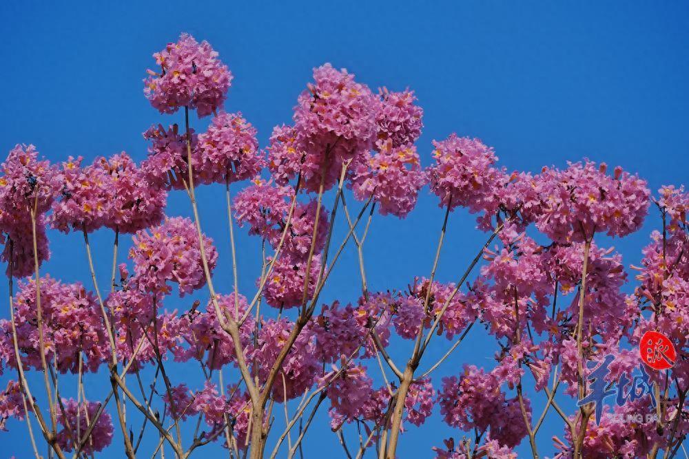 阳光明媚,紫花风铃木迎风吐艳