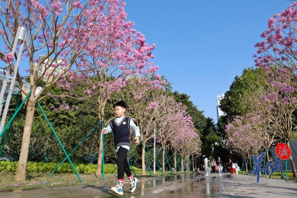 阳光明媚,紫花风铃木迎风吐艳