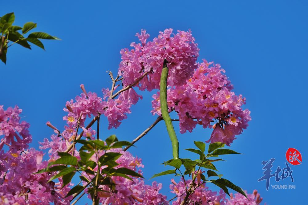 阳光明媚,紫花风铃木迎风吐艳