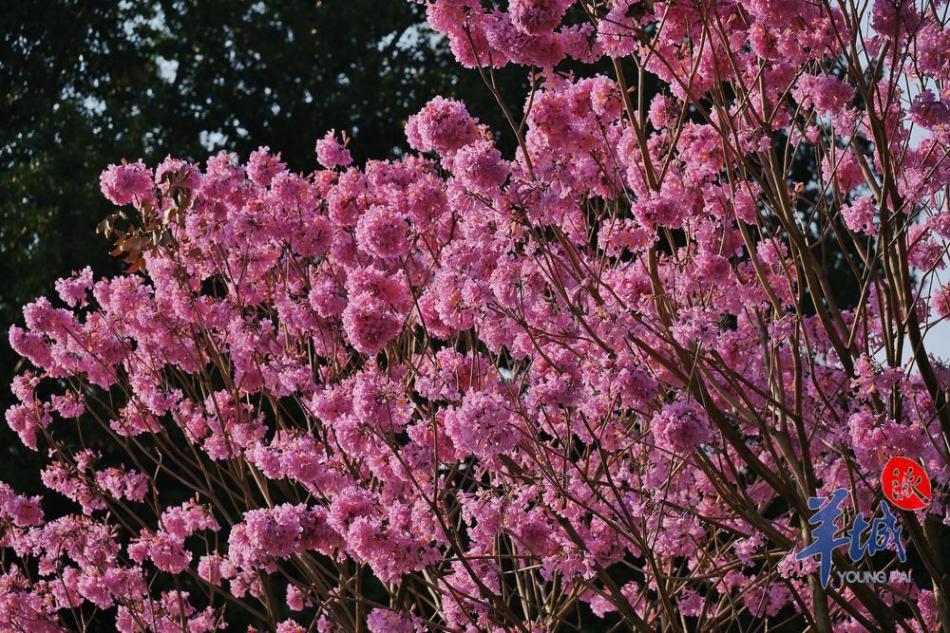 阳光明媚,紫花风铃木迎风吐艳