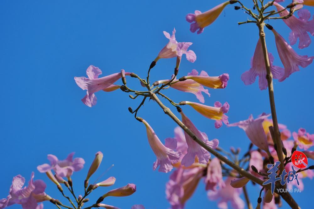 阳光明媚,紫花风铃木迎风吐艳