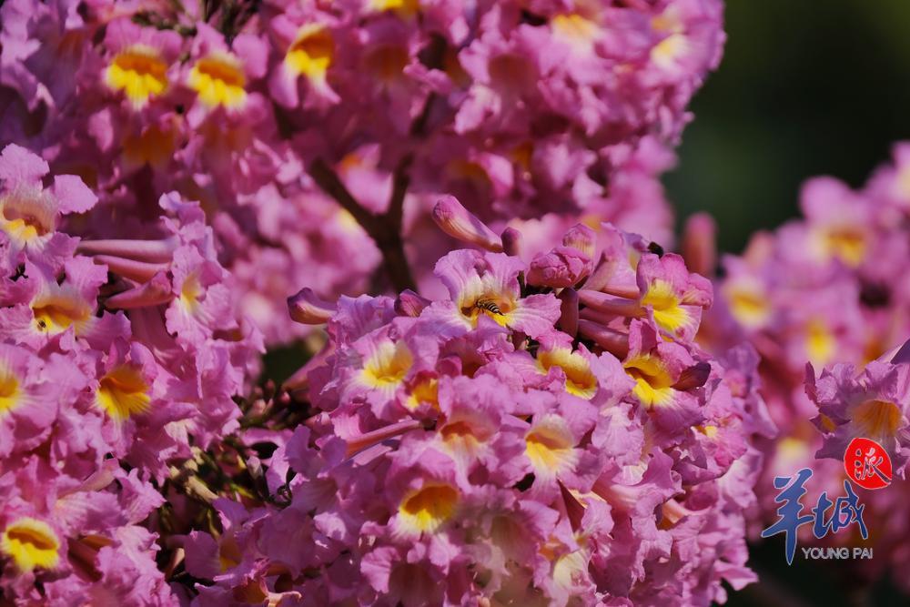 阳光明媚,紫花风铃木迎风吐艳