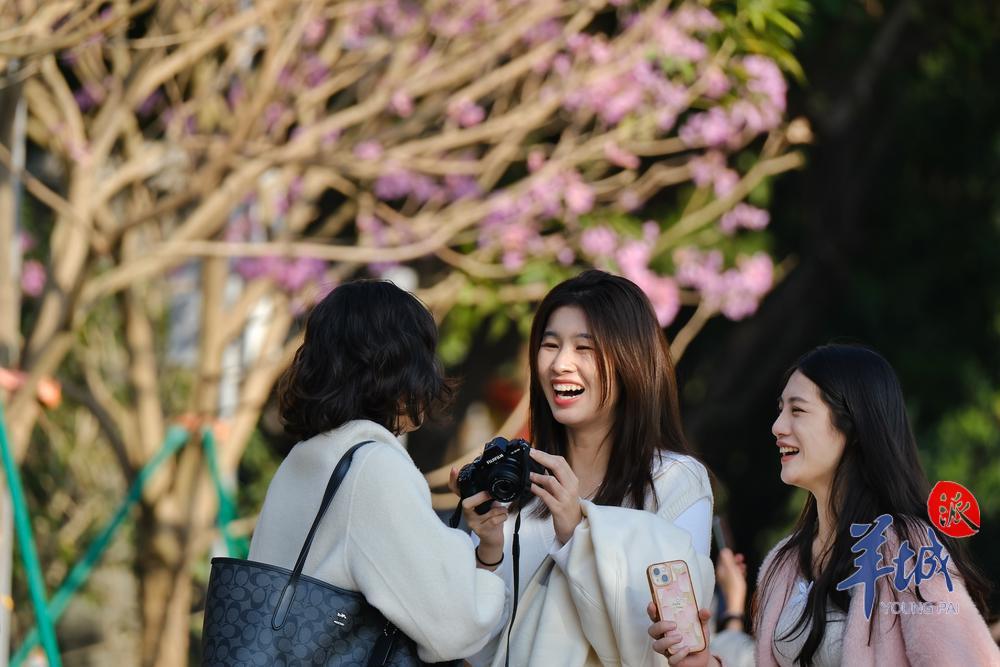 阳光明媚,紫花风铃木迎风吐艳