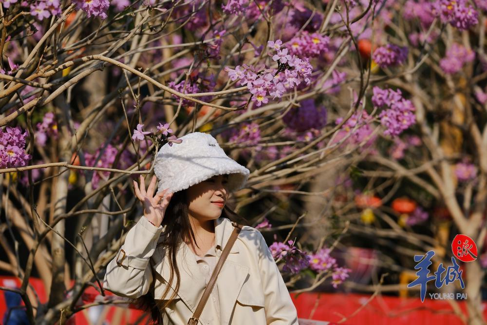 阳光明媚,紫花风铃木迎风吐艳