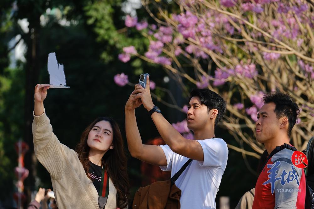 阳光明媚,紫花风铃木迎风吐艳