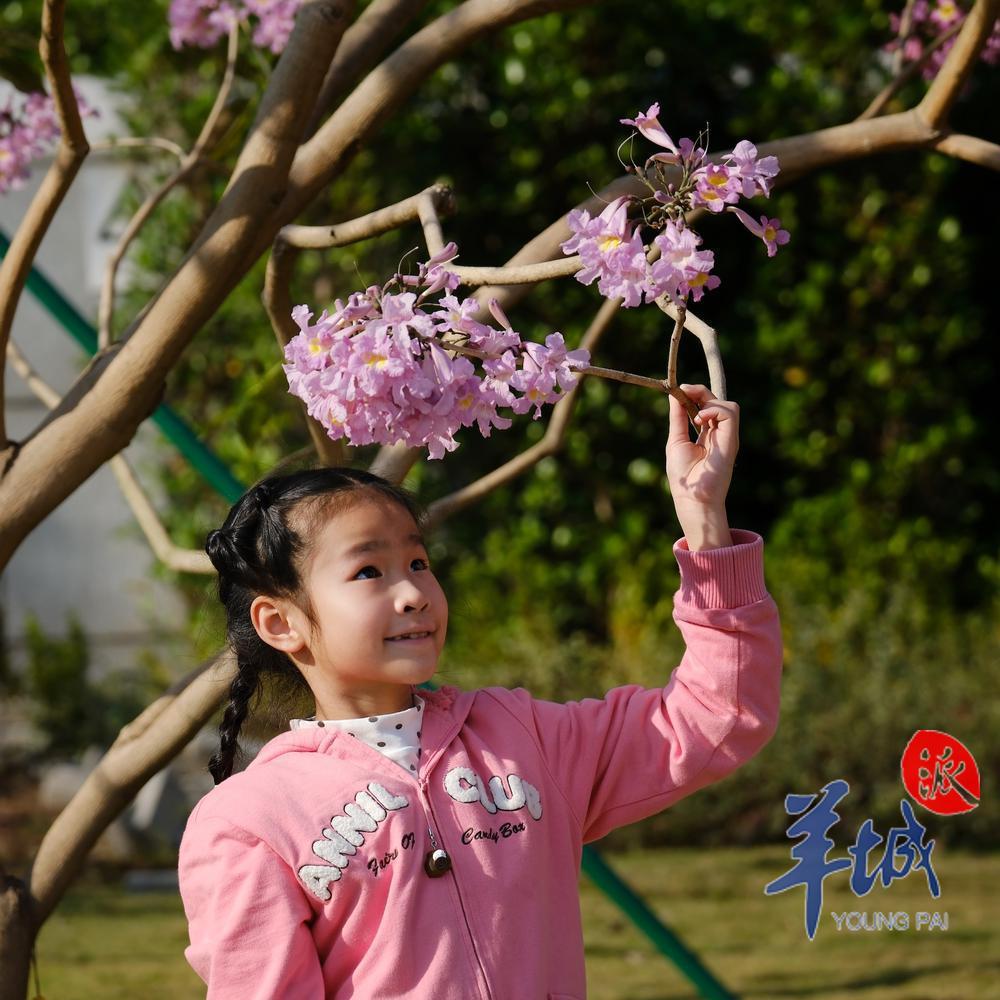 阳光明媚,紫花风铃木迎风吐艳