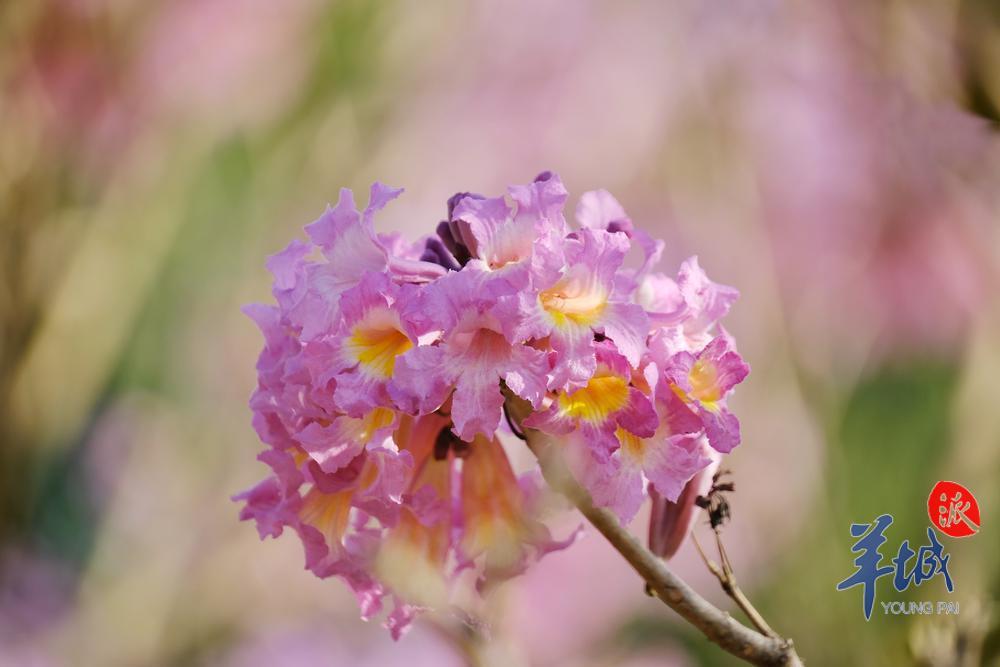 阳光明媚,紫花风铃木迎风吐艳