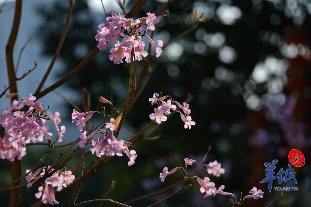 阳光明媚,紫花风铃木迎风吐艳