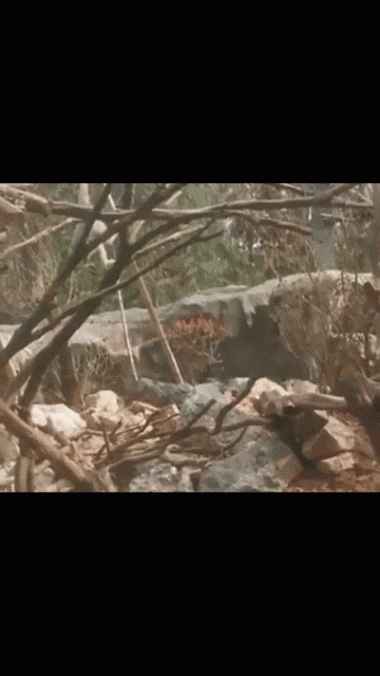 雄孔雀求偶频繁开屏被长臂猿拔毛