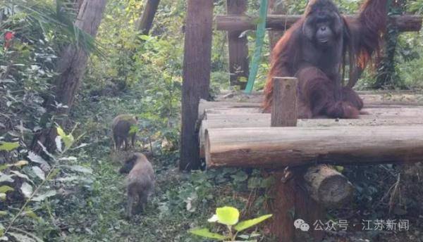 雄孔雀求偶频繁开屏被长臂猿拔毛